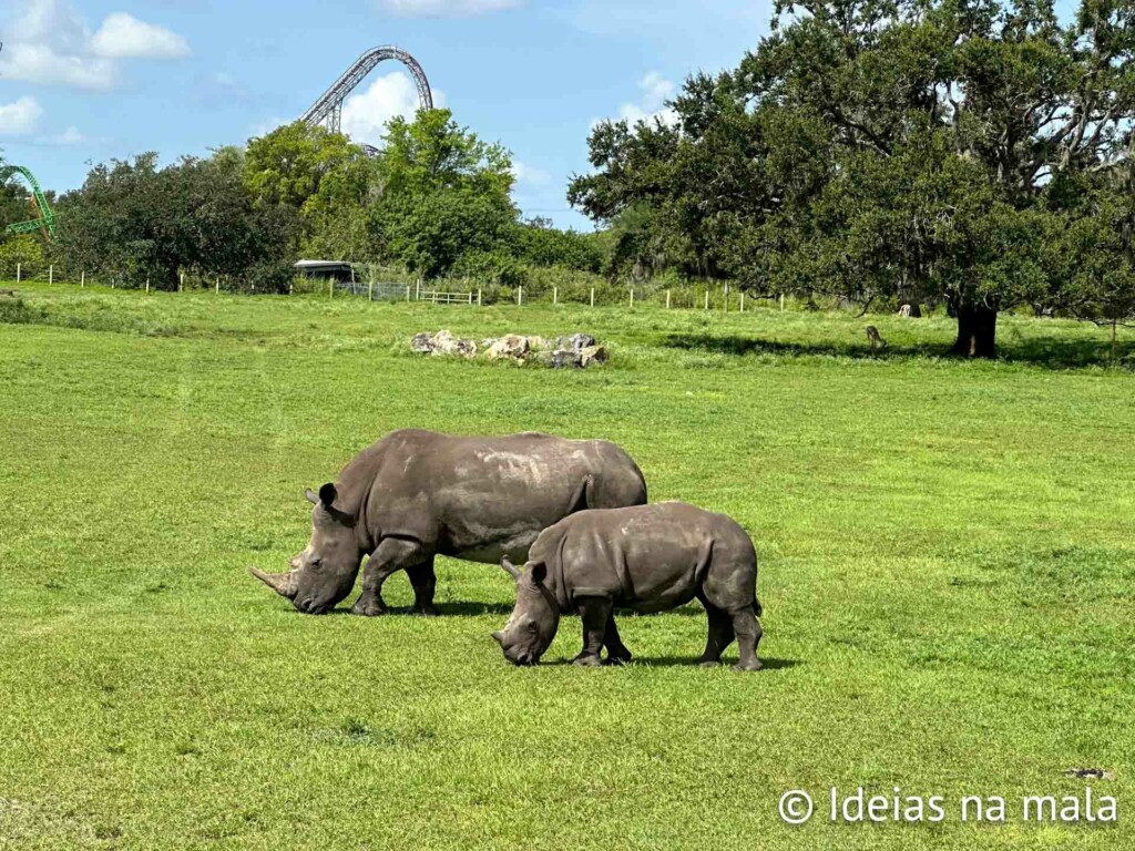 Rinoceronte no Serengeti Safari do Busch Gardens