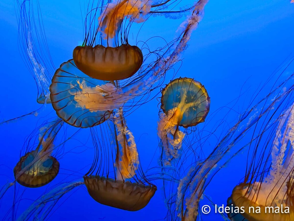 Águas vivas dançarinas no Aquário de Monterey