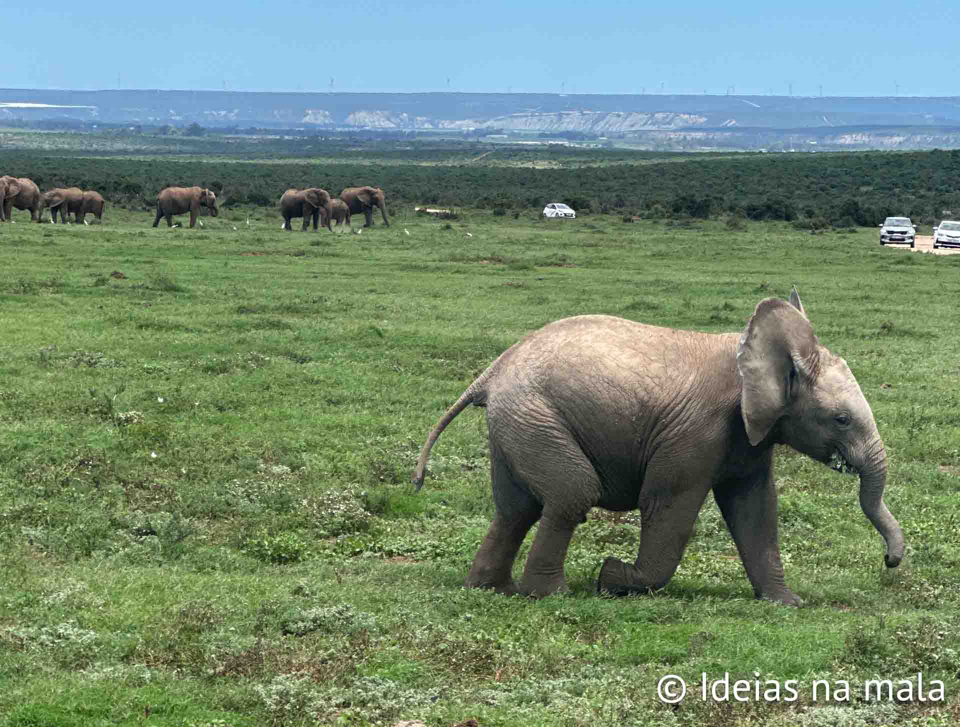 Como é o safári no Addo Elephant National Park?