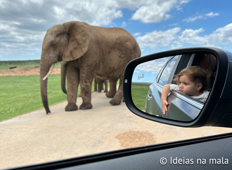 África do Sul com crianças: melhor guia pra uma viagem com safári