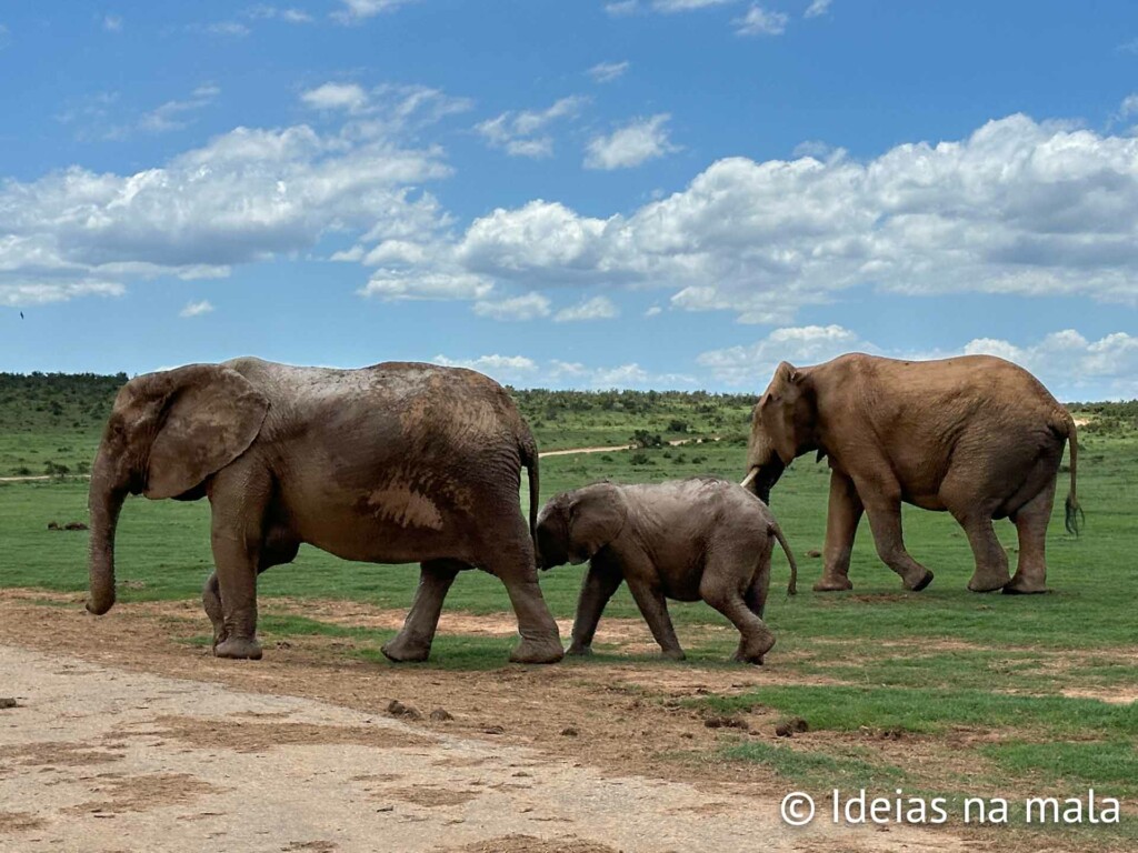 como é o Addo Parque Nacional dos Elefantes na África do Sul