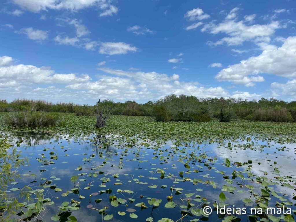 Visual do Anhinga Trail na Main Entrance do Everglades