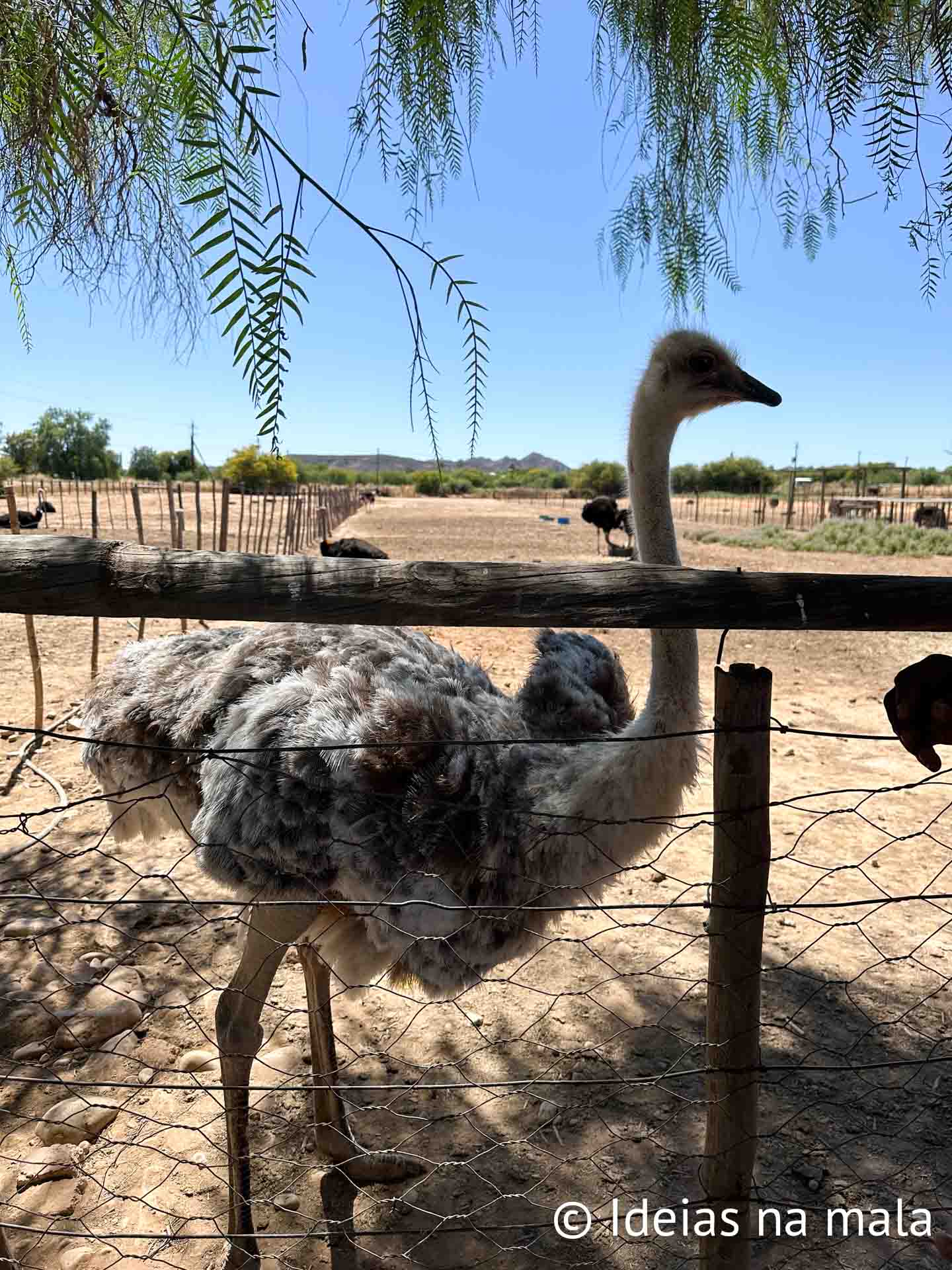 como é visitar uma fazenda de avestruz na áfrica do sul com crianças