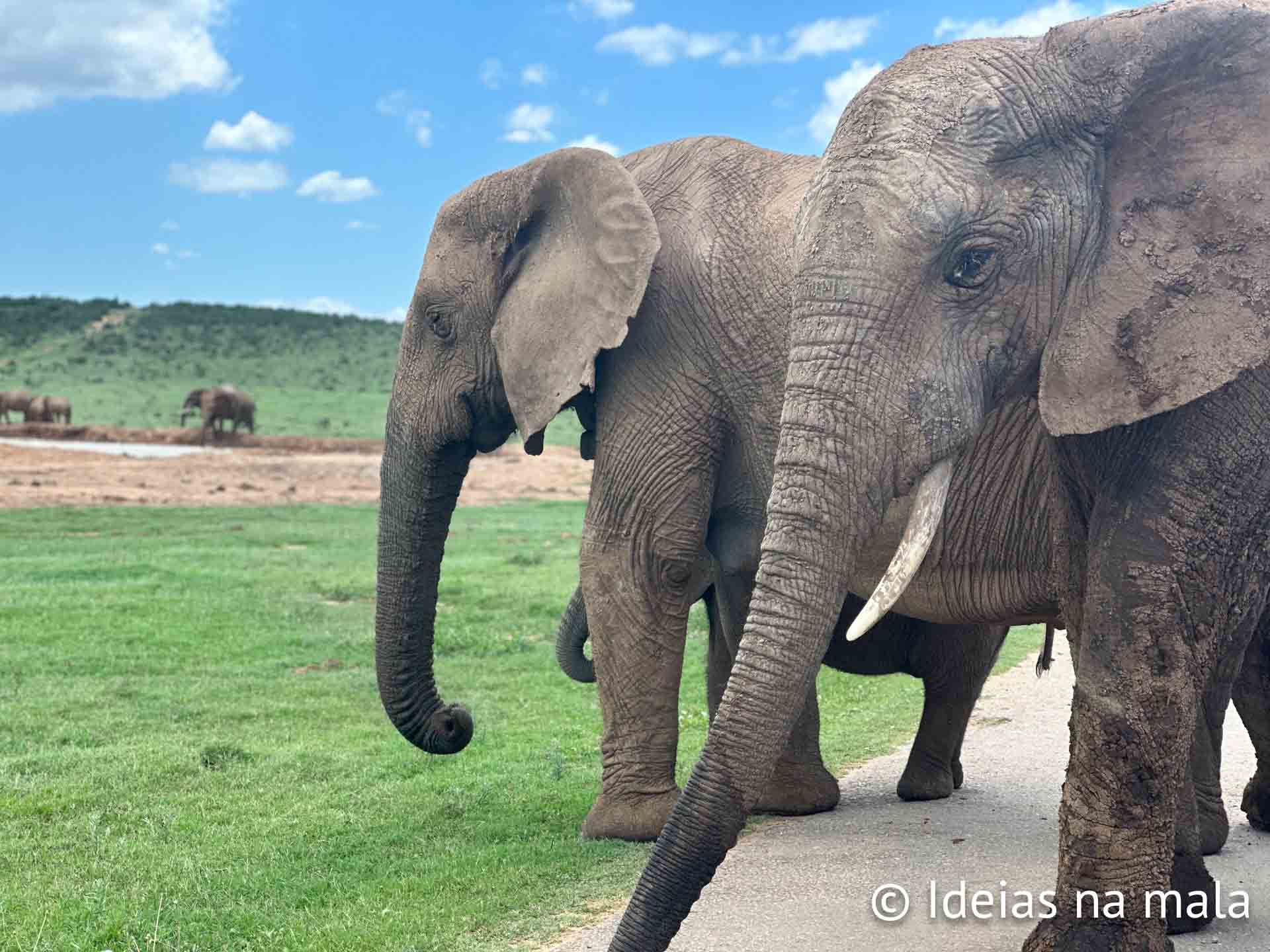 África do Sul com crianças: melhor guia pra uma viagem com safári