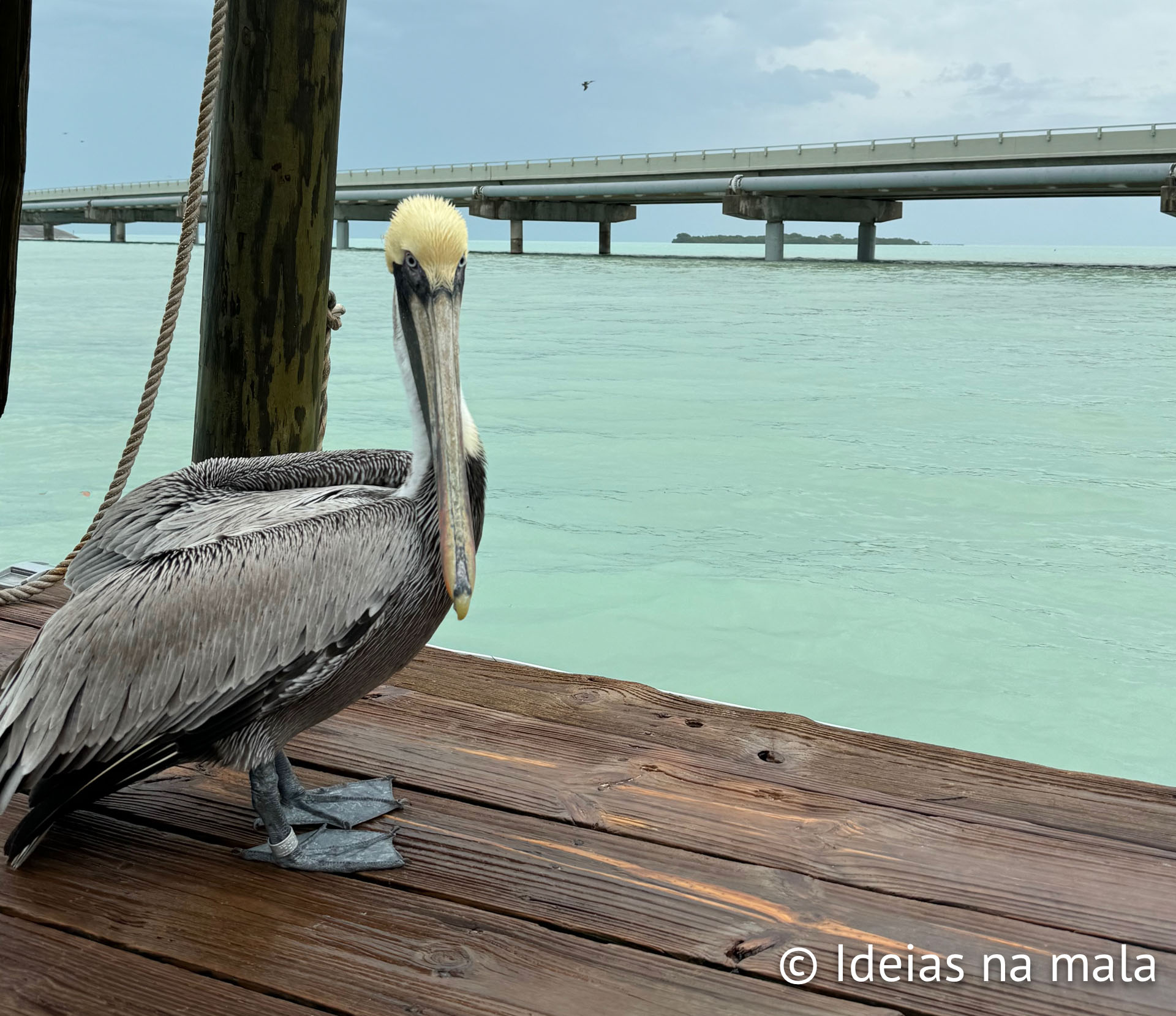 Pelicano na Robbie's Marina em Isla Morada