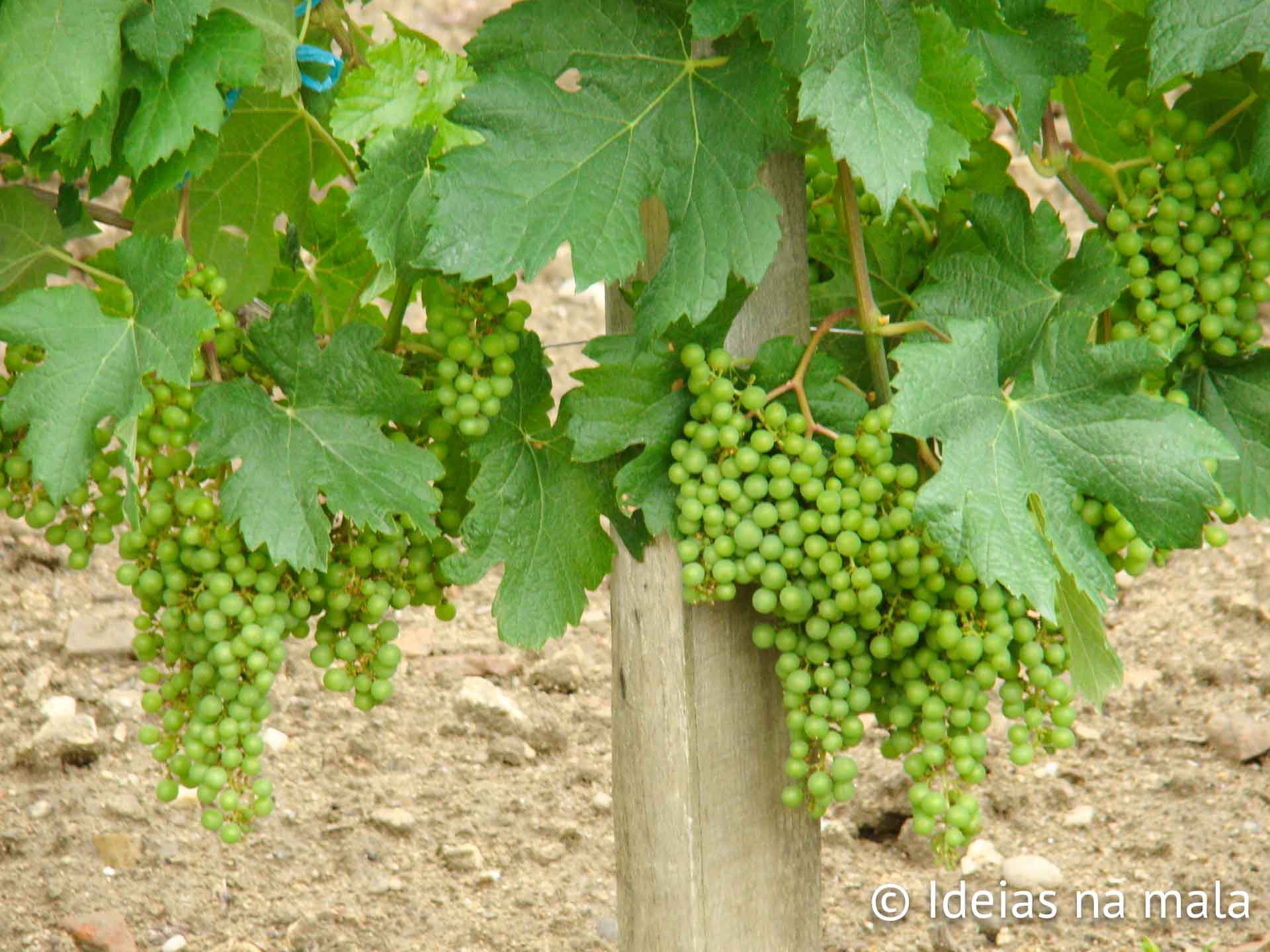 videiras carregadas de uvas em Saint-Émilion