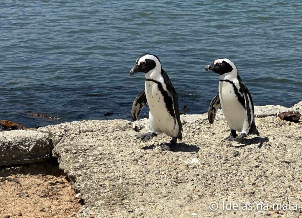 pinguins na Garden Route em africa do sul com crianças