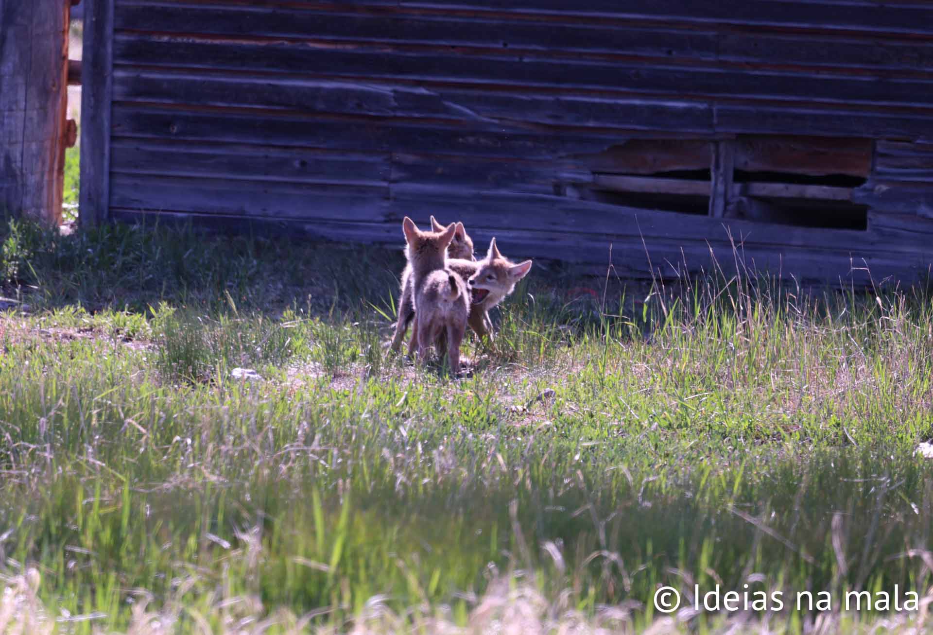 filhotes de coyote brincando no Grand Teton
