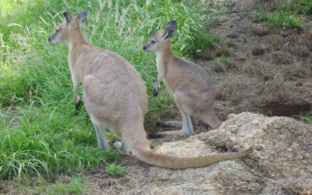 que fazer em Alice Springs na Austrália