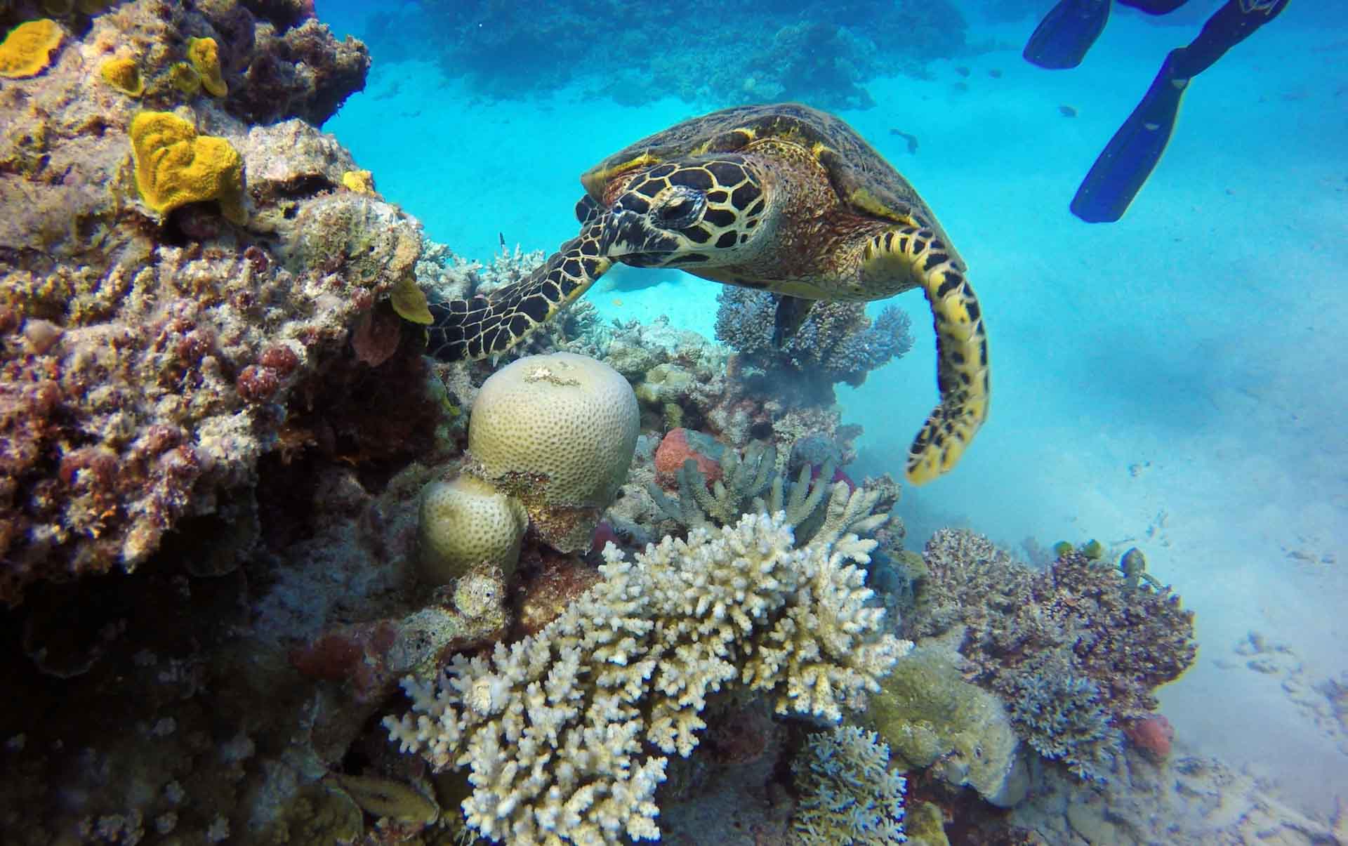 como fazer mergulho na Grande barreira de Corais de Cairns na Austrália 