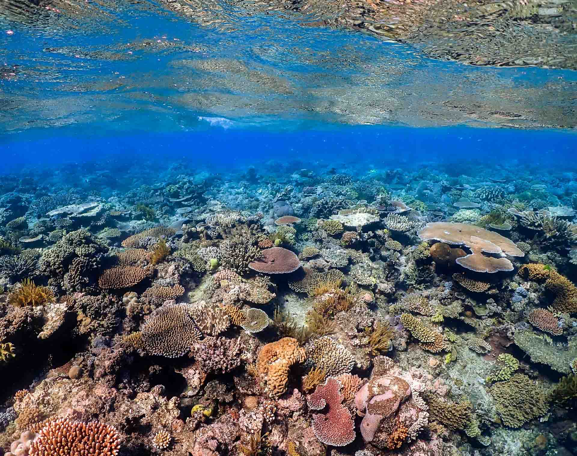 como é a Grande barreira de Corais de Cairns na Austrália