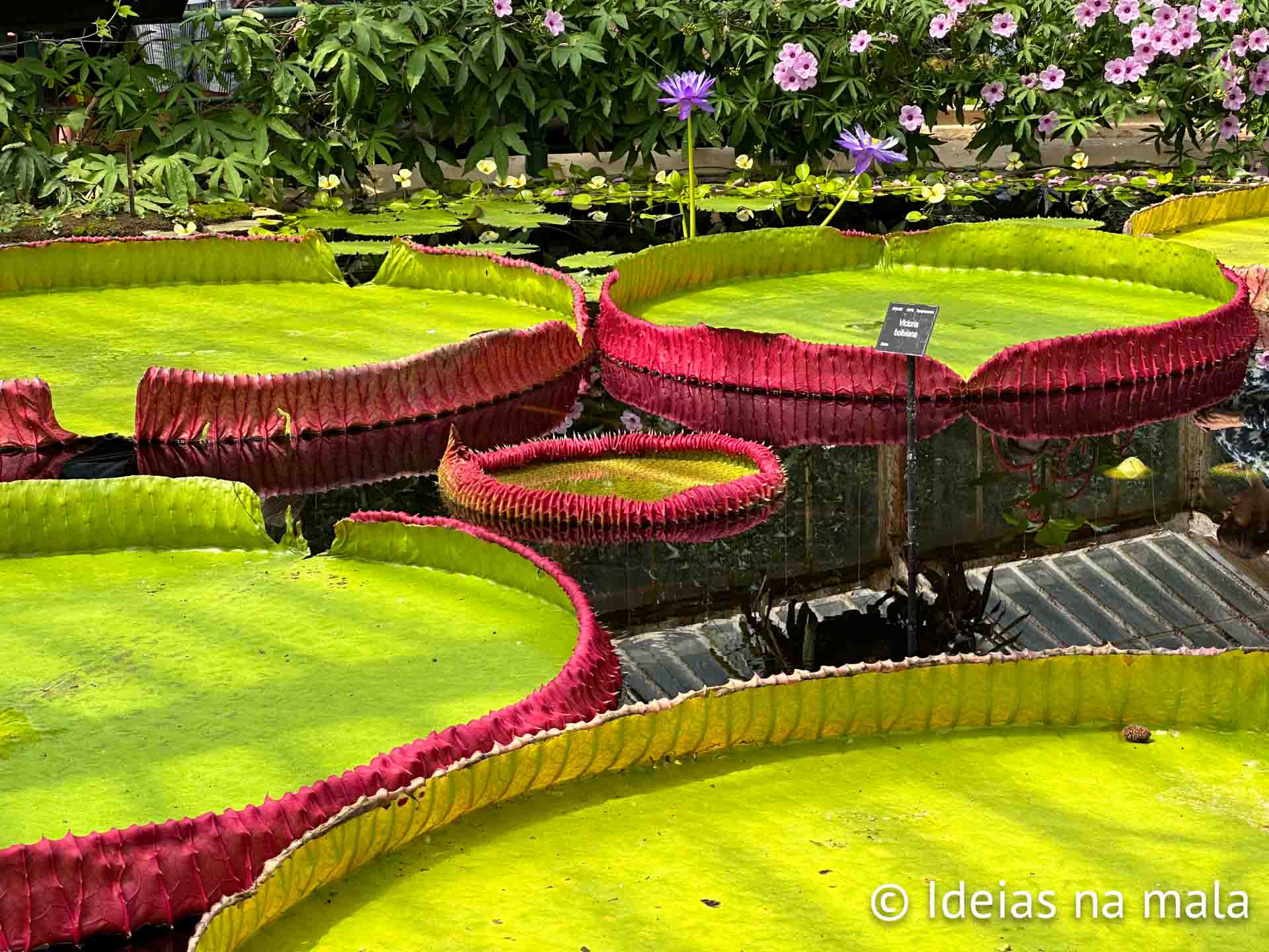 Vitórias Régias imensas na estufa do Kew Gardens