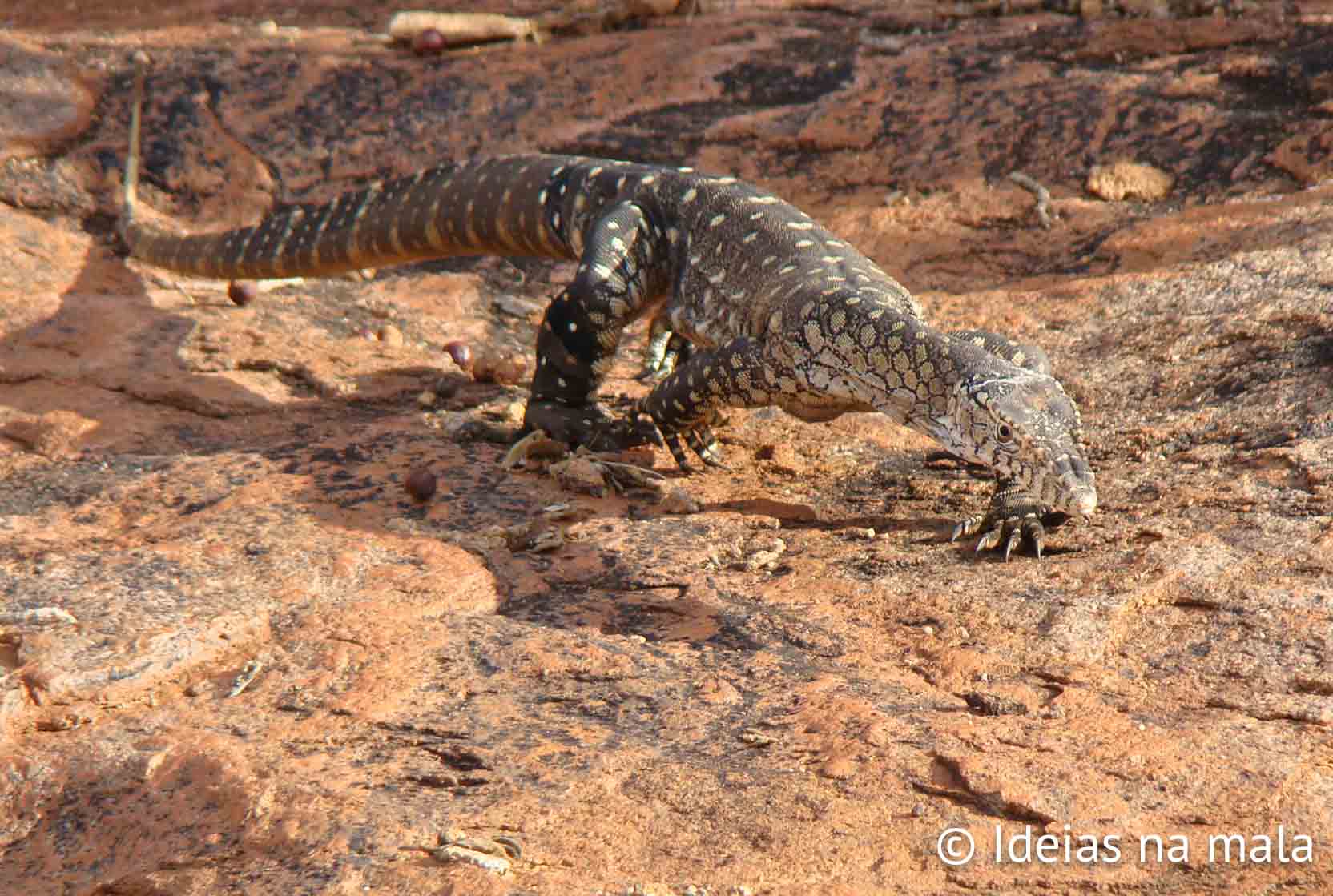 Varano - gigante um animal típico da Austrália. Em Uluru no deserto australiano