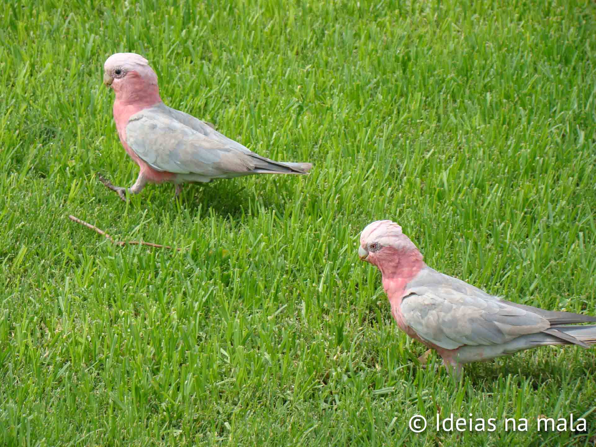 Galah ou Cacatua Galerita, uma ave típica da Austrália em Uluru no deserto australiano