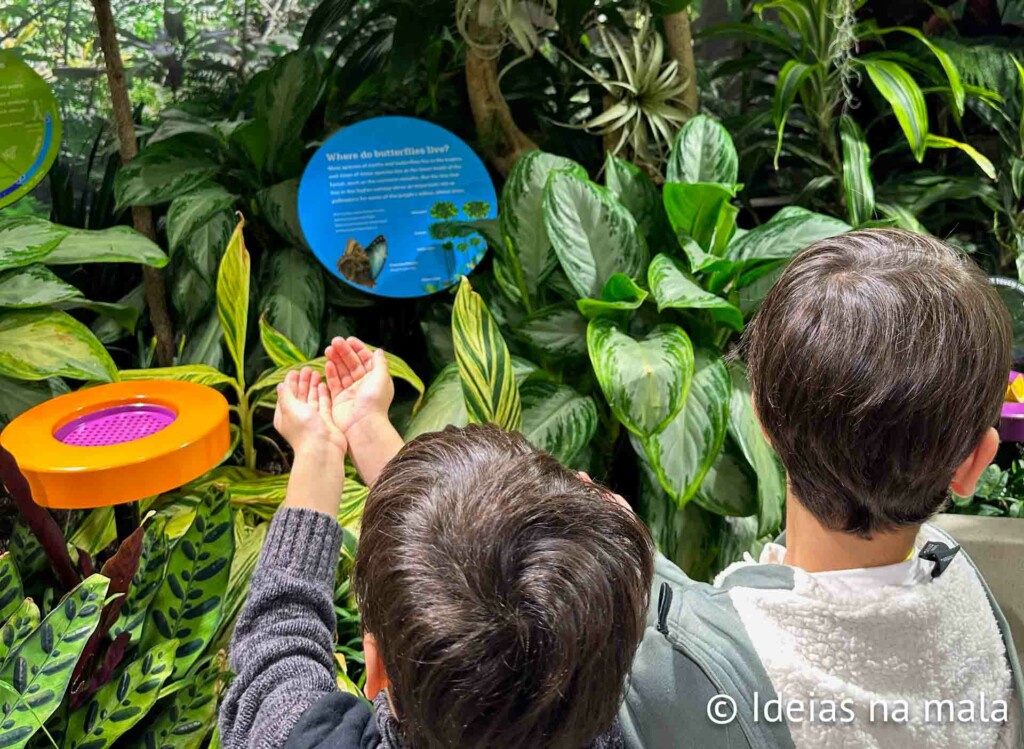 Vivarium do borboletas no Museu de história natural de Nova York