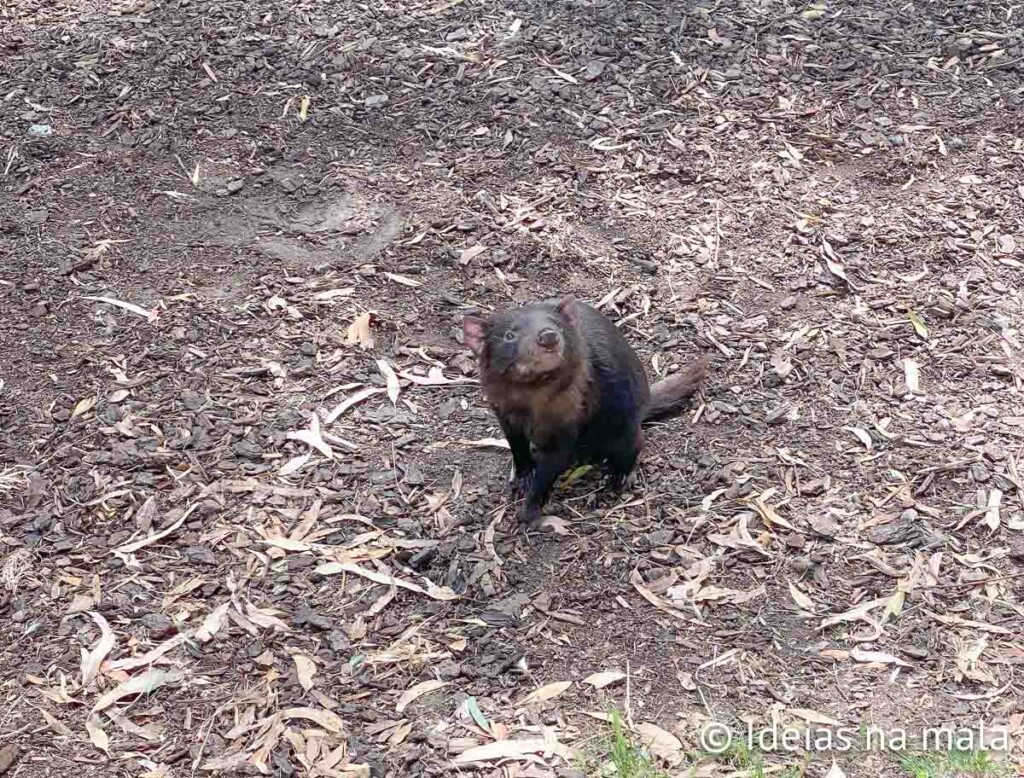 como e onde ver um diabo-da-Tasmânia na tasmania