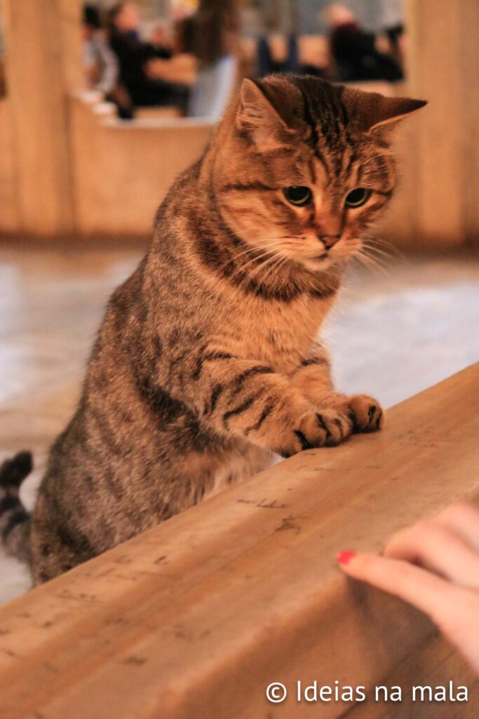 gatinhos em Istambul na Turquia