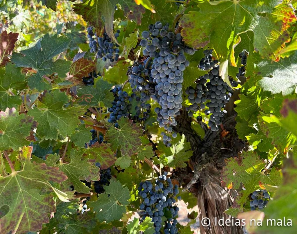 vinicola em Livermore perto de san francisco na california