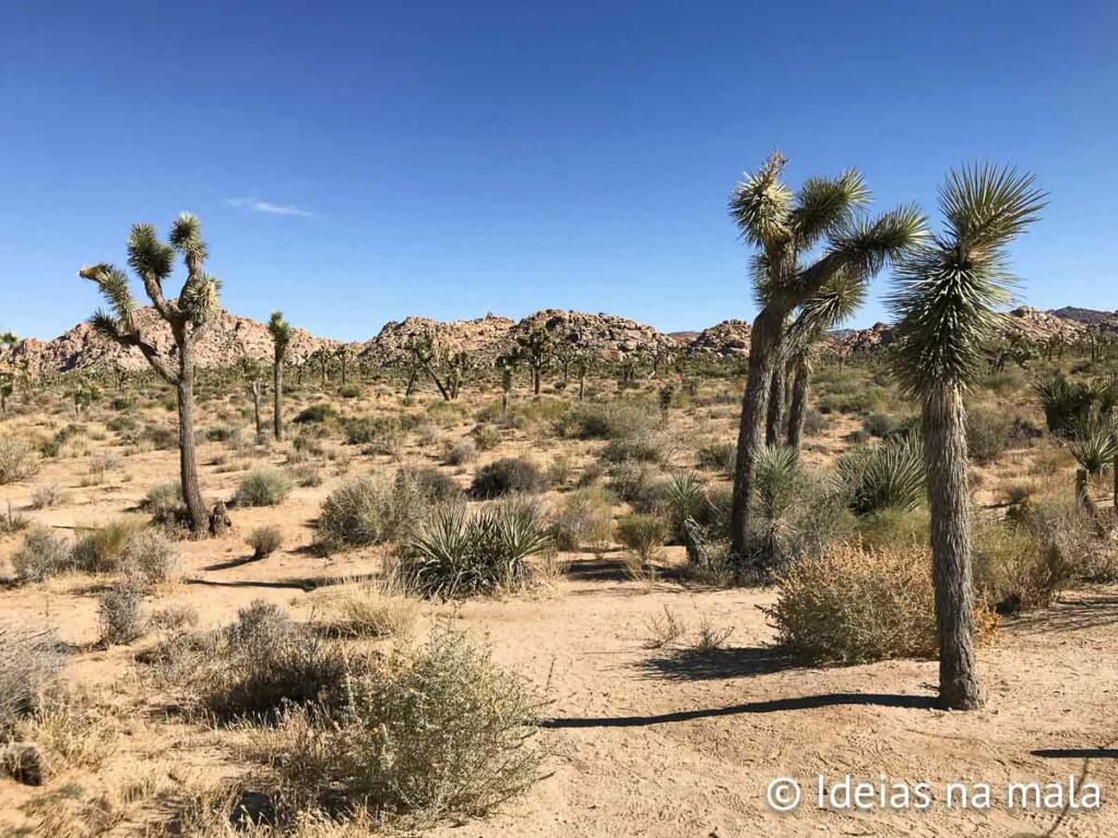 quando ir ao Joshua Tree Park