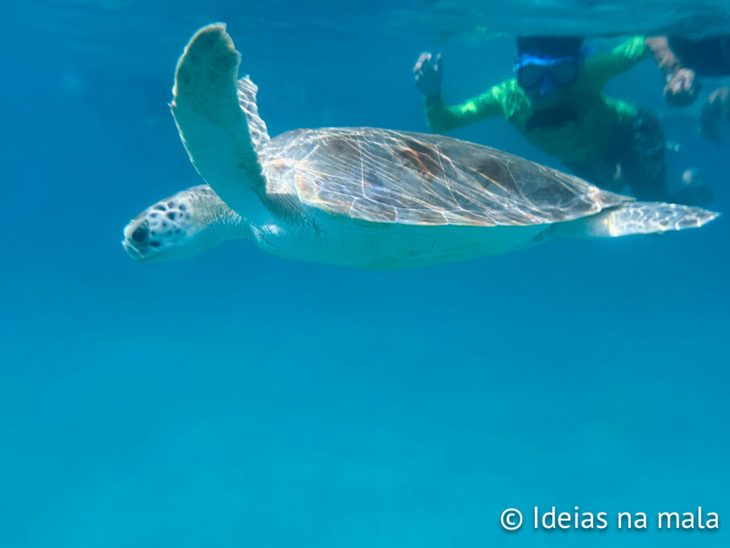 Mergulho de snorkel em Aruba no Caribe