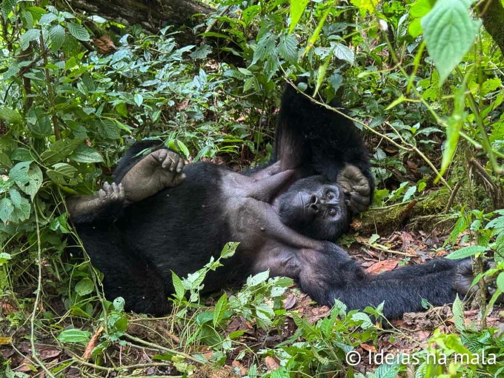 Como é o trekking com gorilas