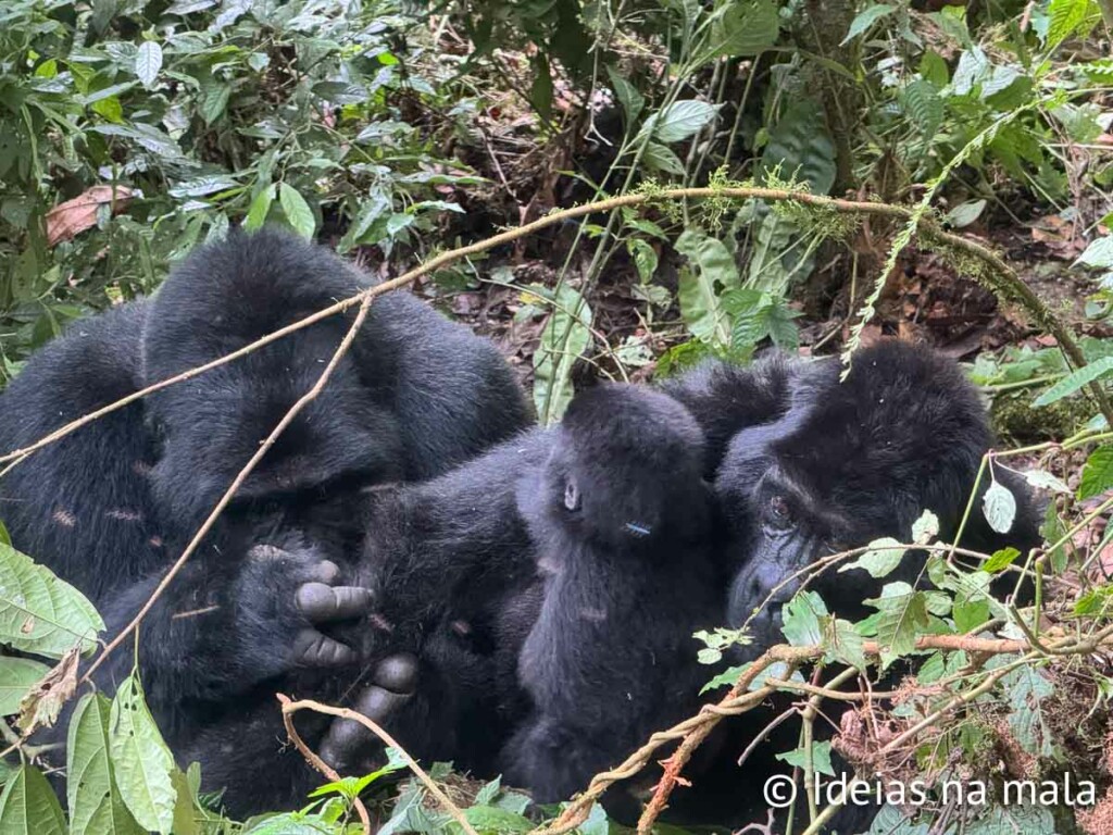 como é conhecer os gorilas em uganda