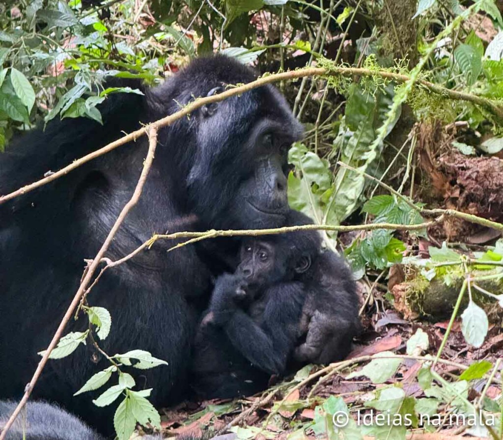 como é ver de perto gorilas em uganda