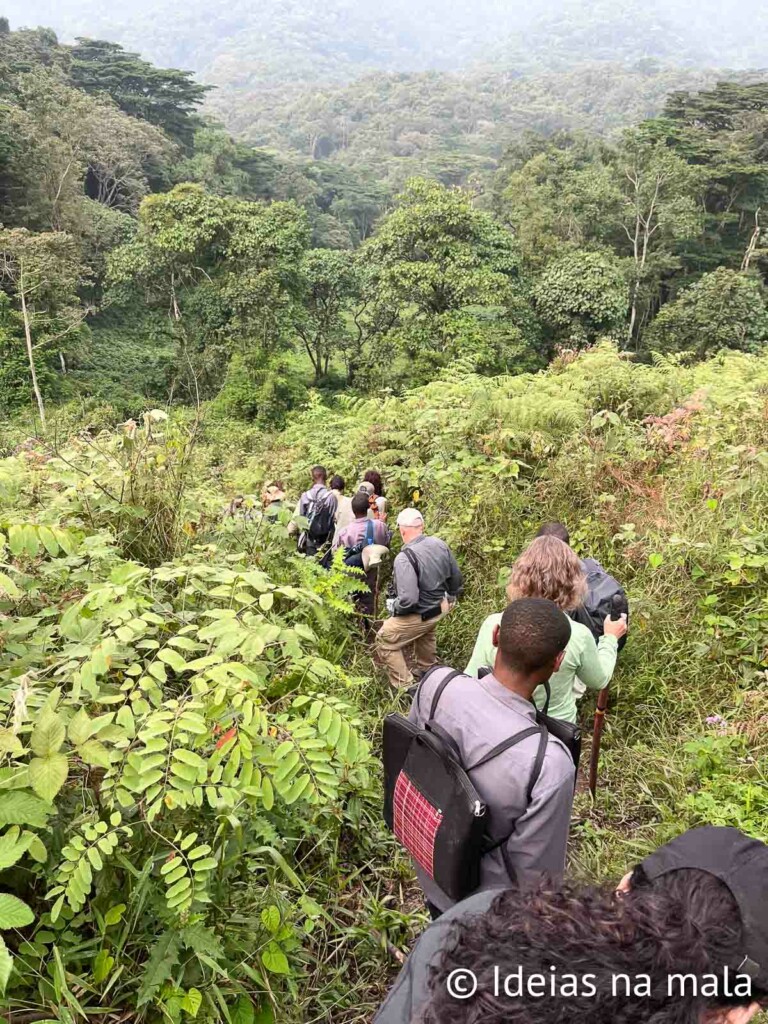 quanto é para ver gorilas em uganda