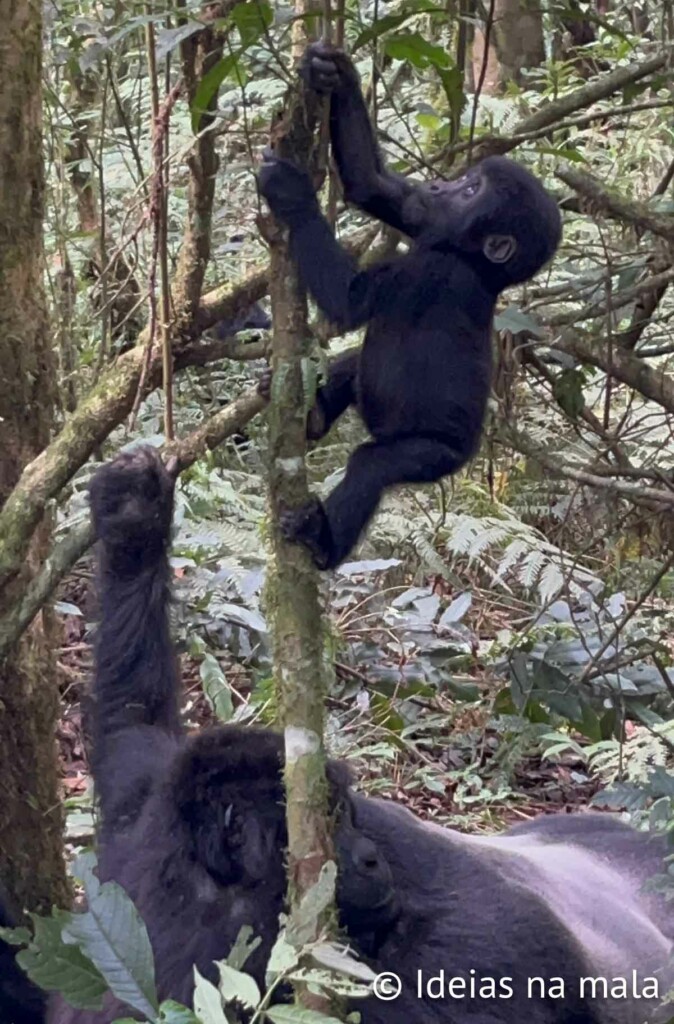 como é fazer o trekking com gorilas da montanha