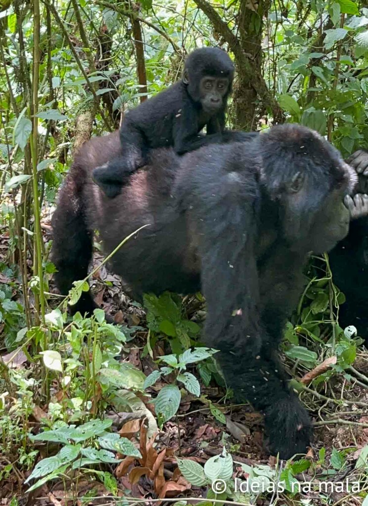 trekking dos gorilas