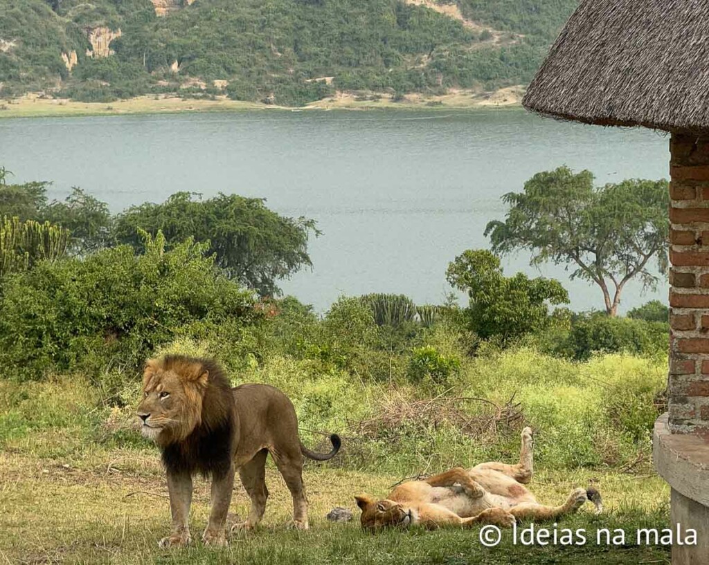 como é o roteiro em uganda para ver gorilas