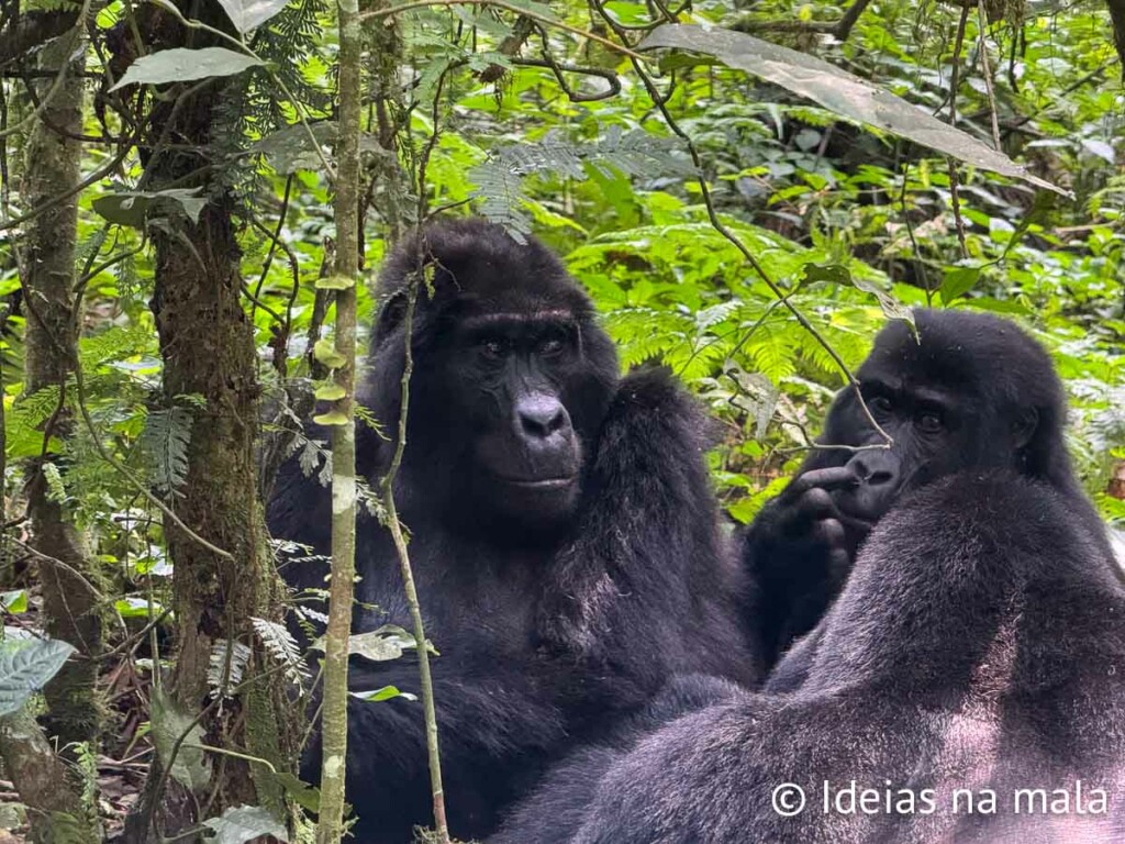como ver gorilas em Uganda