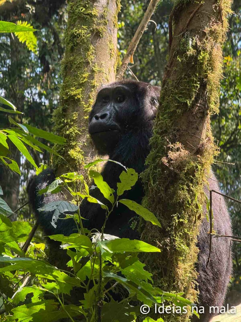 como é o hiking com gorila em uganda
