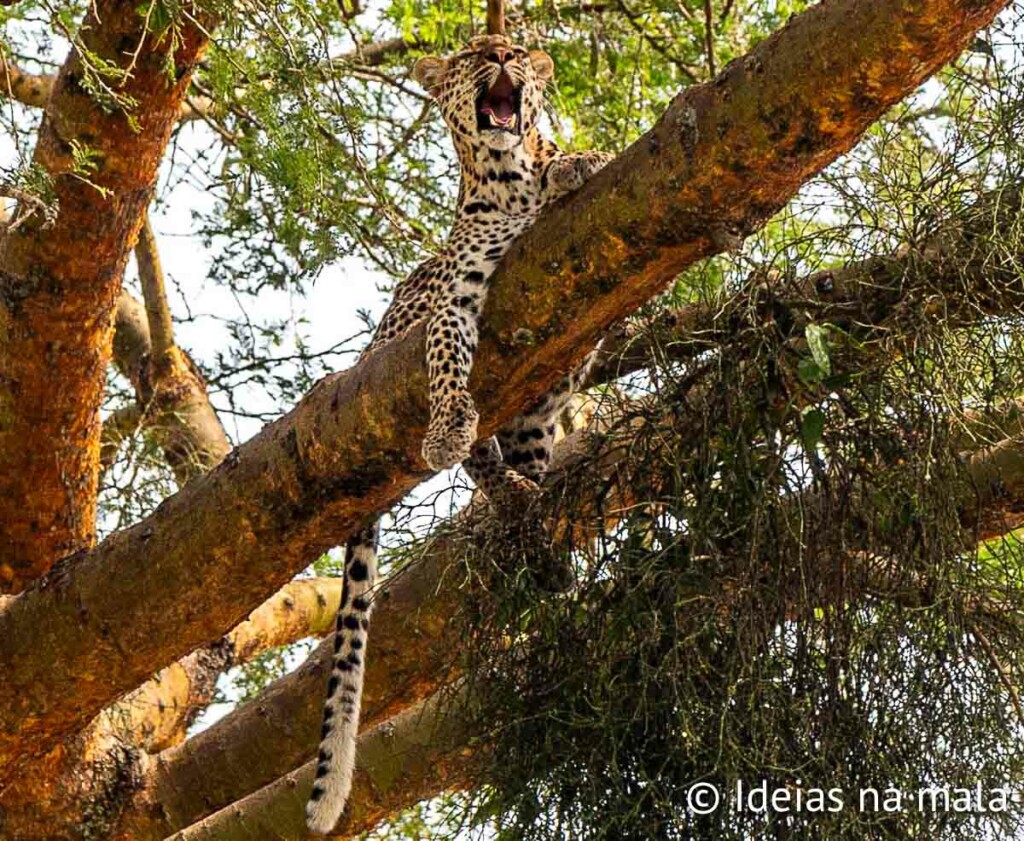 da para fazer safari em Uganda?