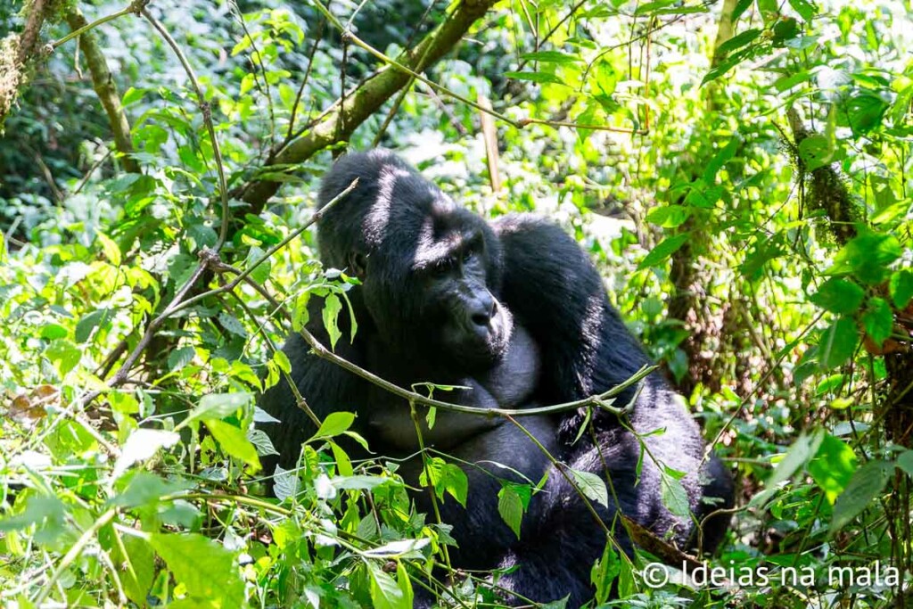 trekking com Gorilas