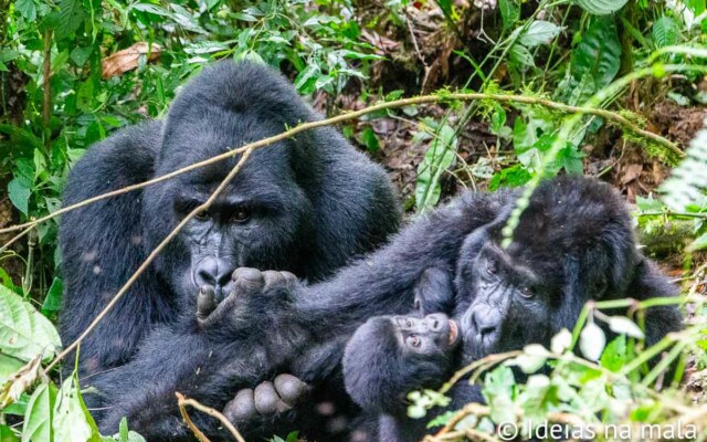 como é ver gorilas da montanha em Uganda