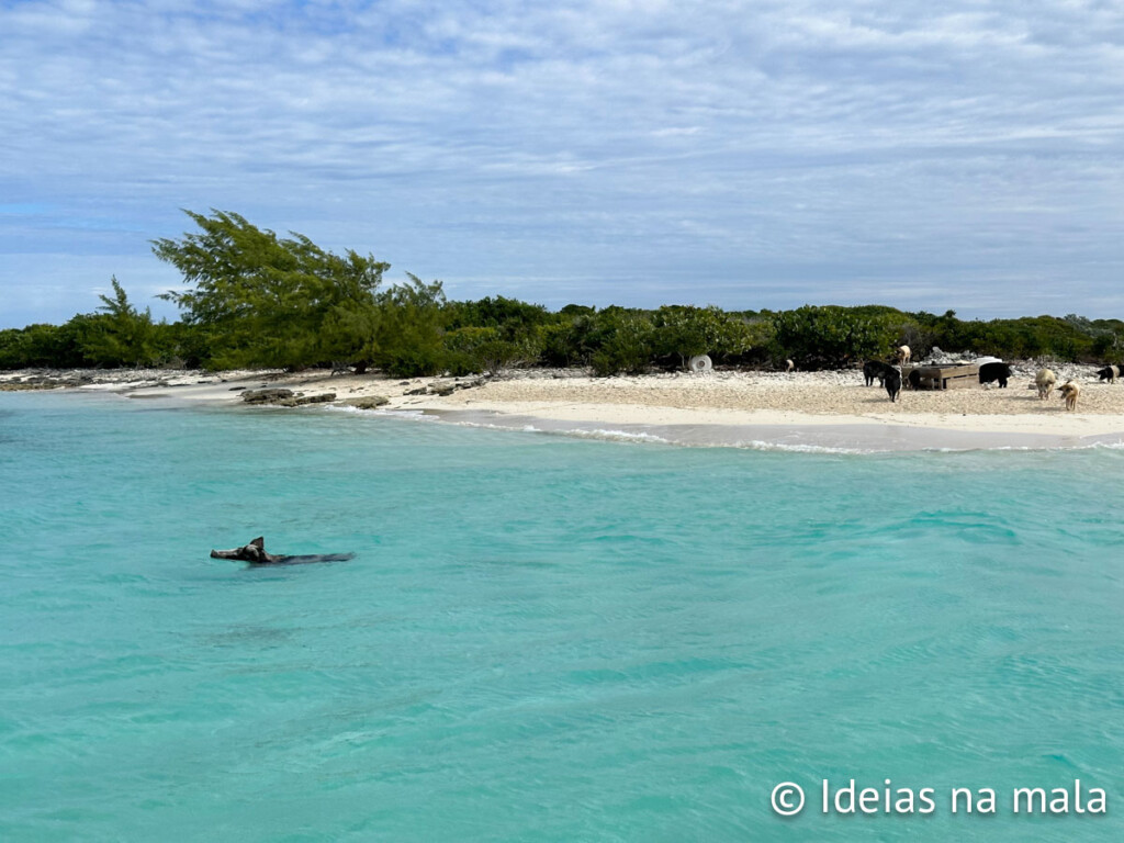 nadar com os porcos em exuma bahamas