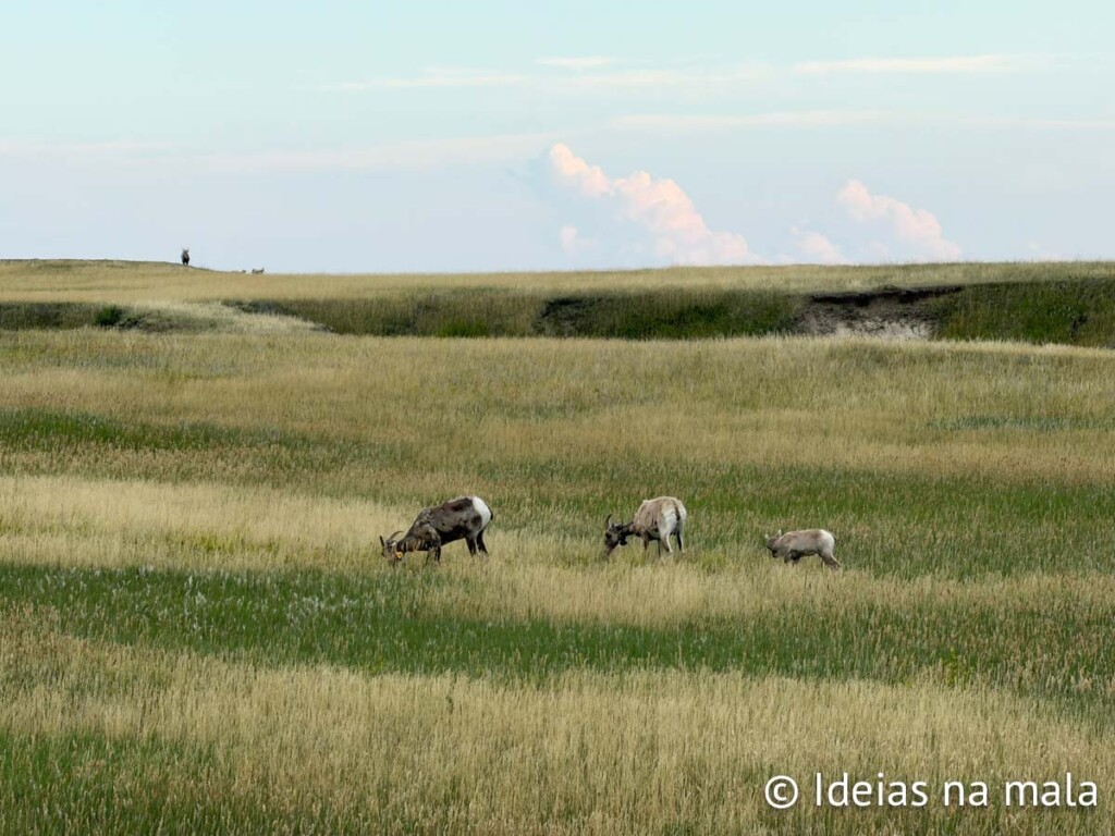 Cabra da montanha no Badlands National Park