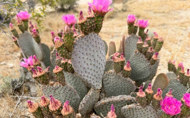 Como é a primavera no Joshua Tree