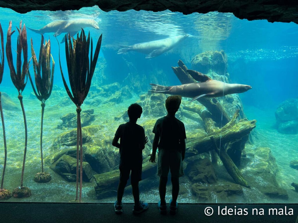 Viveiro dos leões marinhos no Zoo de Omaha
